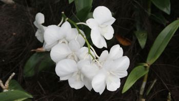Orchid