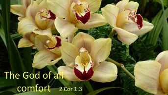 Comfort